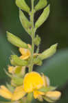 Prairie snoutbean